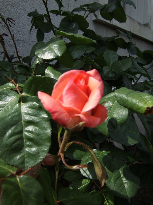 20 05  09 007