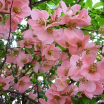 Printemps au point de tige