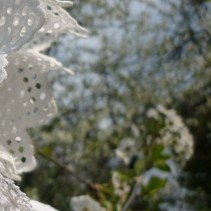 Dans le jardin de Ray …