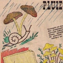Pluie d’automne …