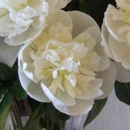 Des pivoines